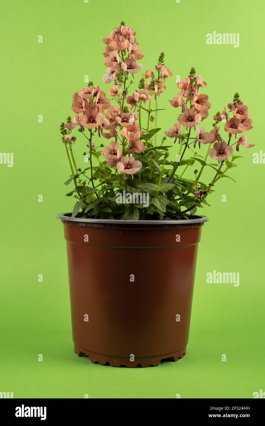 diascia rigescens in pot with green background Stock Photo