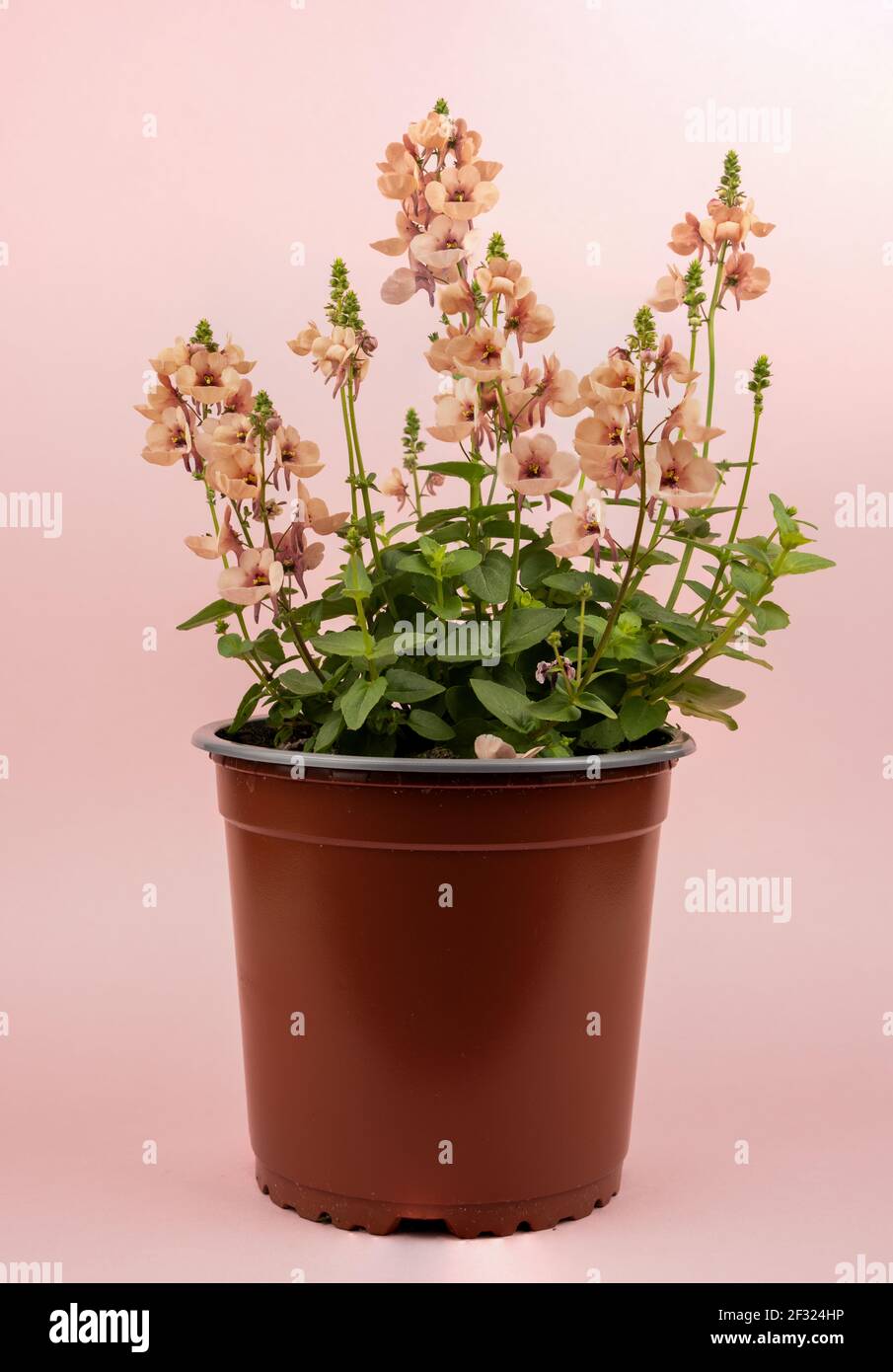 diascia rigescens in pot with pink background Stock Photo