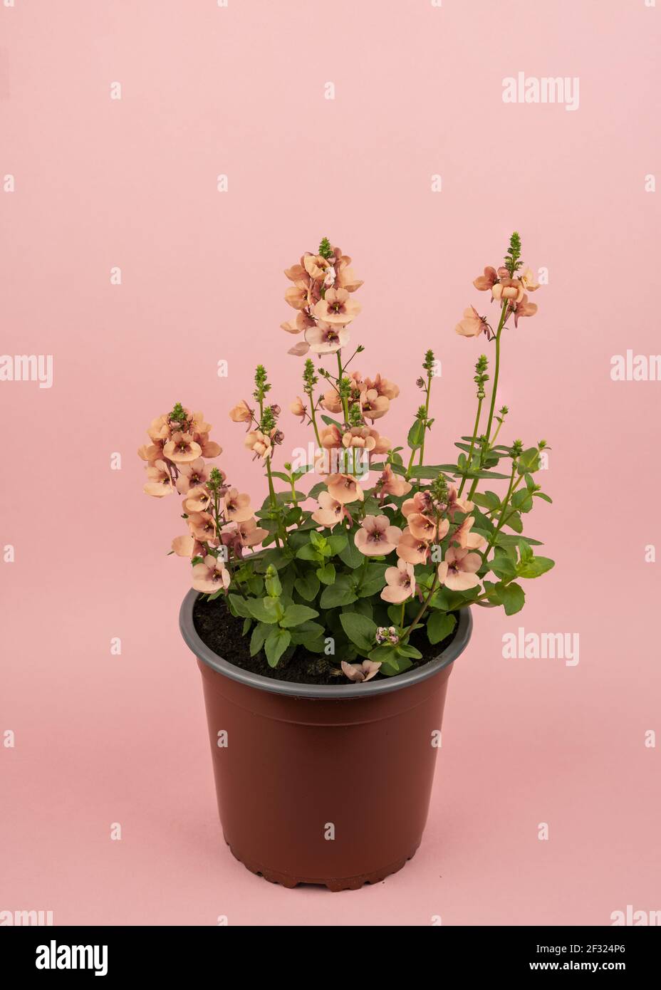 diascia rigescens in pot with pink background, top view Stock Photo