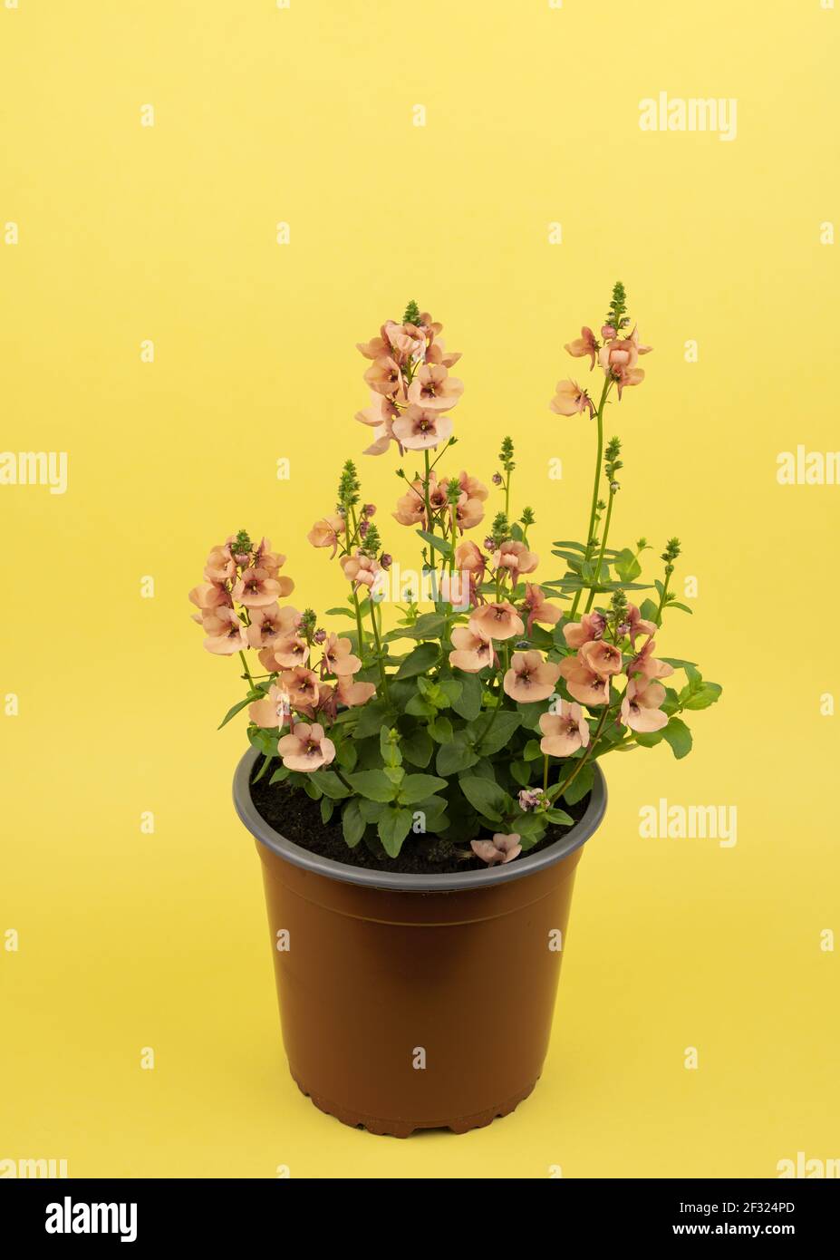 diascia rigescens in pot with yellow background, top view Stock Photo