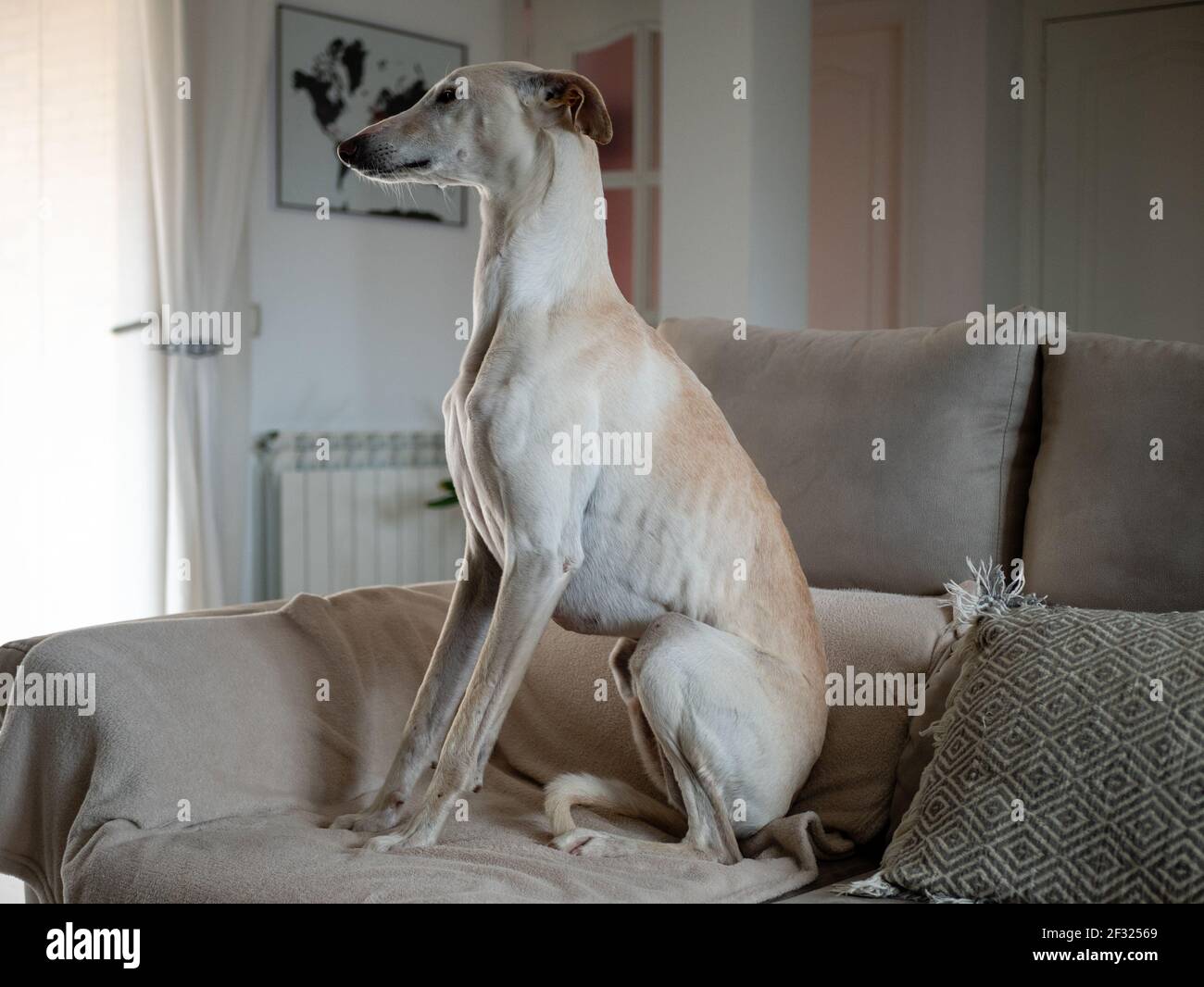 Can Greyhound Dogs Sit
