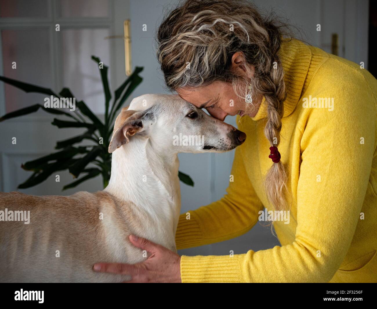 A heartwarming shot of a Spanish female petting an endearing greyhound dog  Stock Photo - Alamy