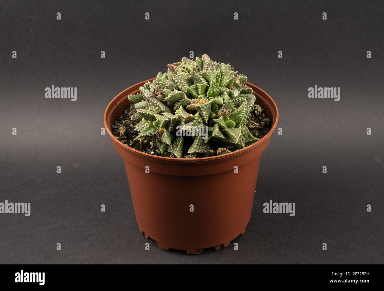 Faucaria tigrina in pot with black background, top view Stock Photo