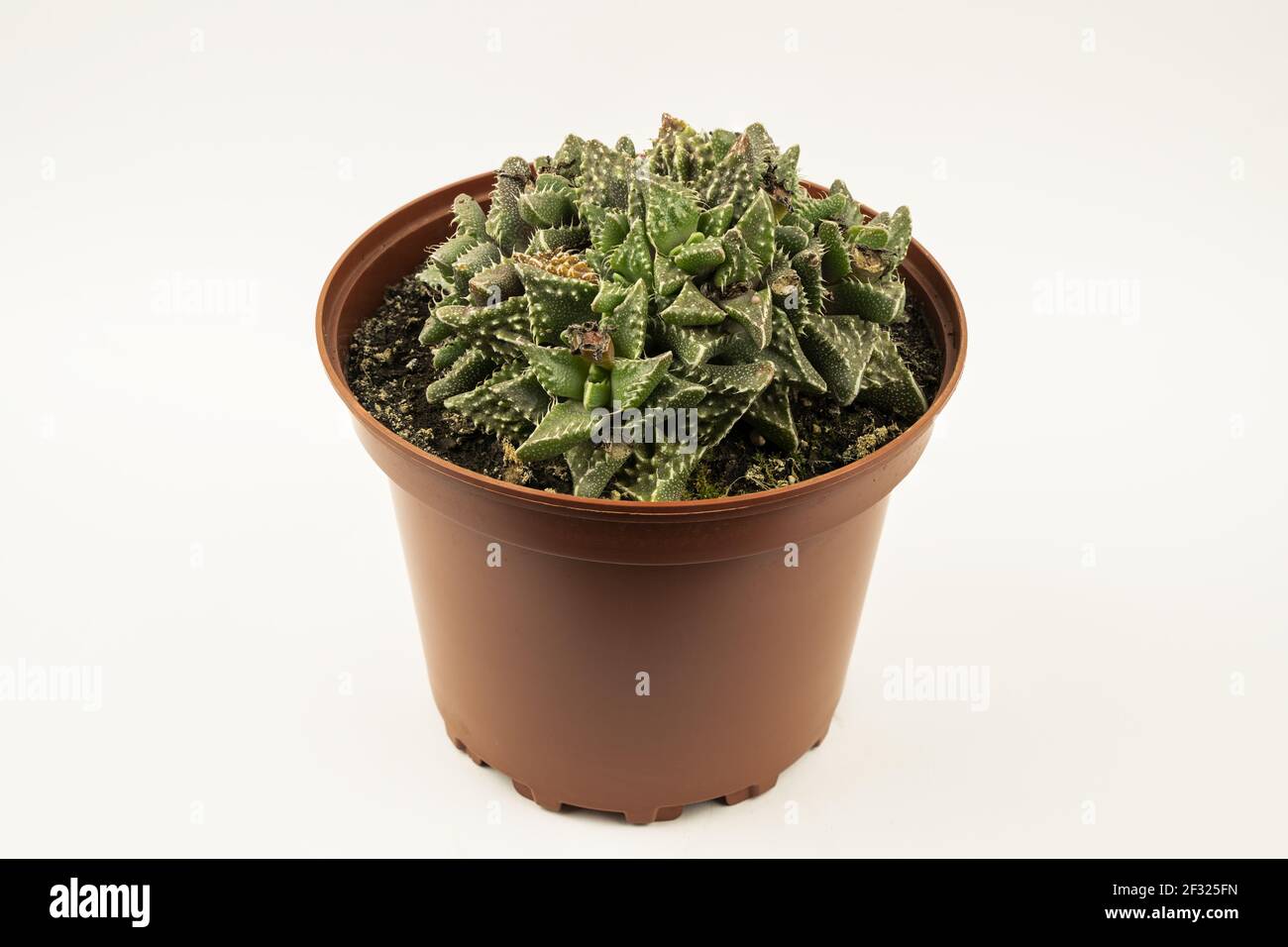 Faucaria tigrina in pot with white background, top view Stock Photo