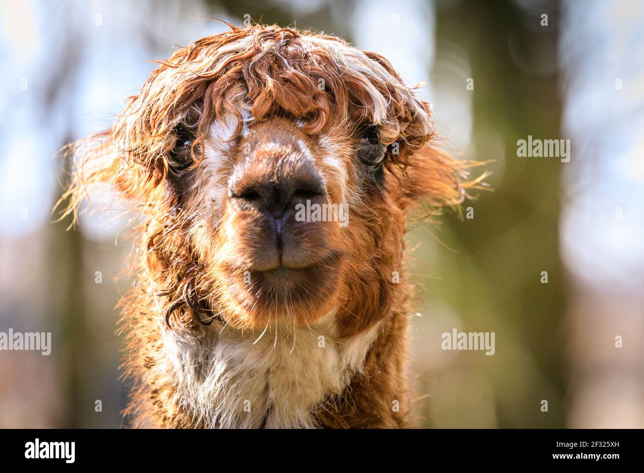 Reken, NRW, Germany. 14th Mar, 2021. Following heavy rain, a wet but happy looking cute alpaca greets visitors expectantly. Animals and visitors are clearly delighted to interact again at Frankenhof Wildlife Park Reken, NRW, Germany. 14th Mar, 2021. Following heavy rain, a wet but happy looking cute alpaca greets visitors expectantly. Animals and visitors are clearly delighted to interact again at Frankenhof Wildlife Park
