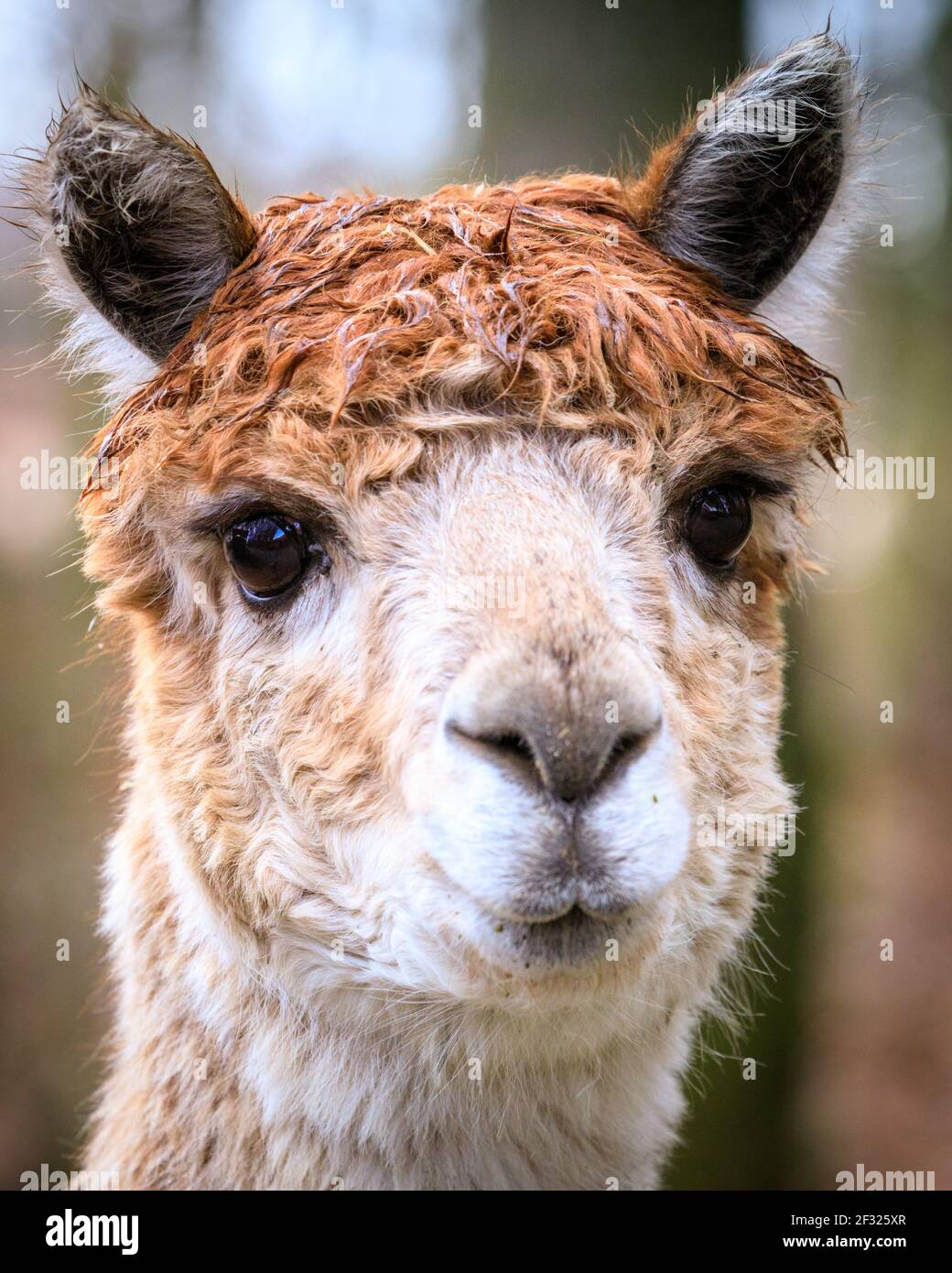 Reken, NRW, Germany. 14th Mar, 2021. Following heavy rain, a wet but happy looking cute alpaca greets visitors expectantly. Animals and visitors are clearly delighted to interact again at Frankenhof Wildlife Park Reken, NRW, Germany. 14th Mar, 2021. Following heavy rain, a wet but happy looking cute alpaca greets visitors expectantly. Animals and visitors are clearly delighted to interact again at Frankenhof Wildlife Park