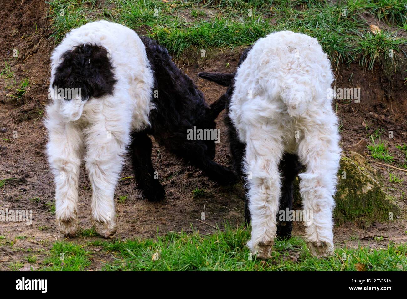Reken, NRW, Germany. 14th Mar, 2021. Two cute Valais Blackneck goat babies (kids) with the breed's distinctive white rear. Animals and visitors are clearly delighted to interact again at Frankenhof Wildlife Park Reken, NRW, Germany. 14th Mar, 2021. Two cute Valais Blackneck goat babies (kids) with the breed's distinctive white rear. Animals and visitors are clearly delighted to interact again at Frankenhof Wildlife Park