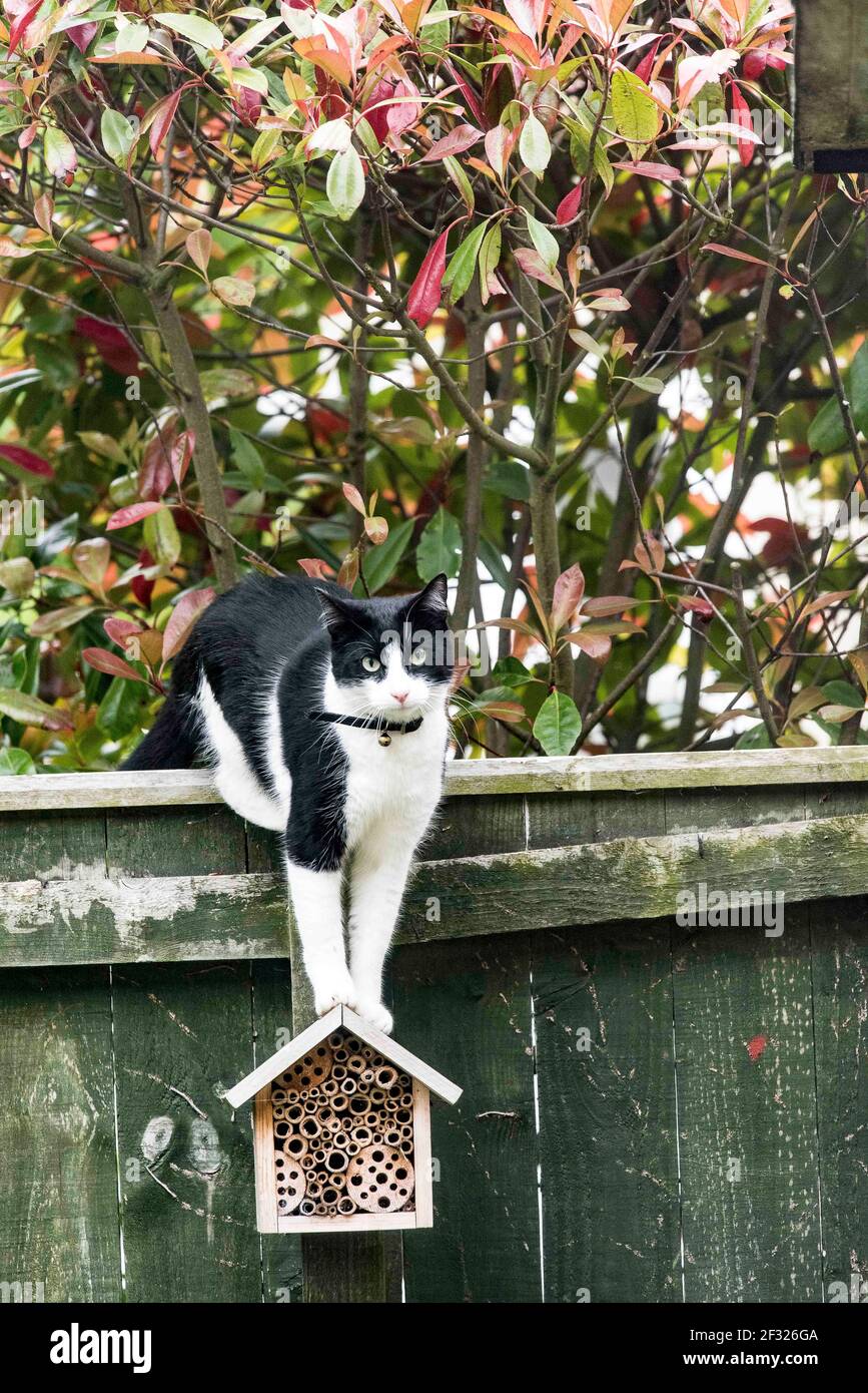 black and white cat climbing a fence Stock Photo - Alamy