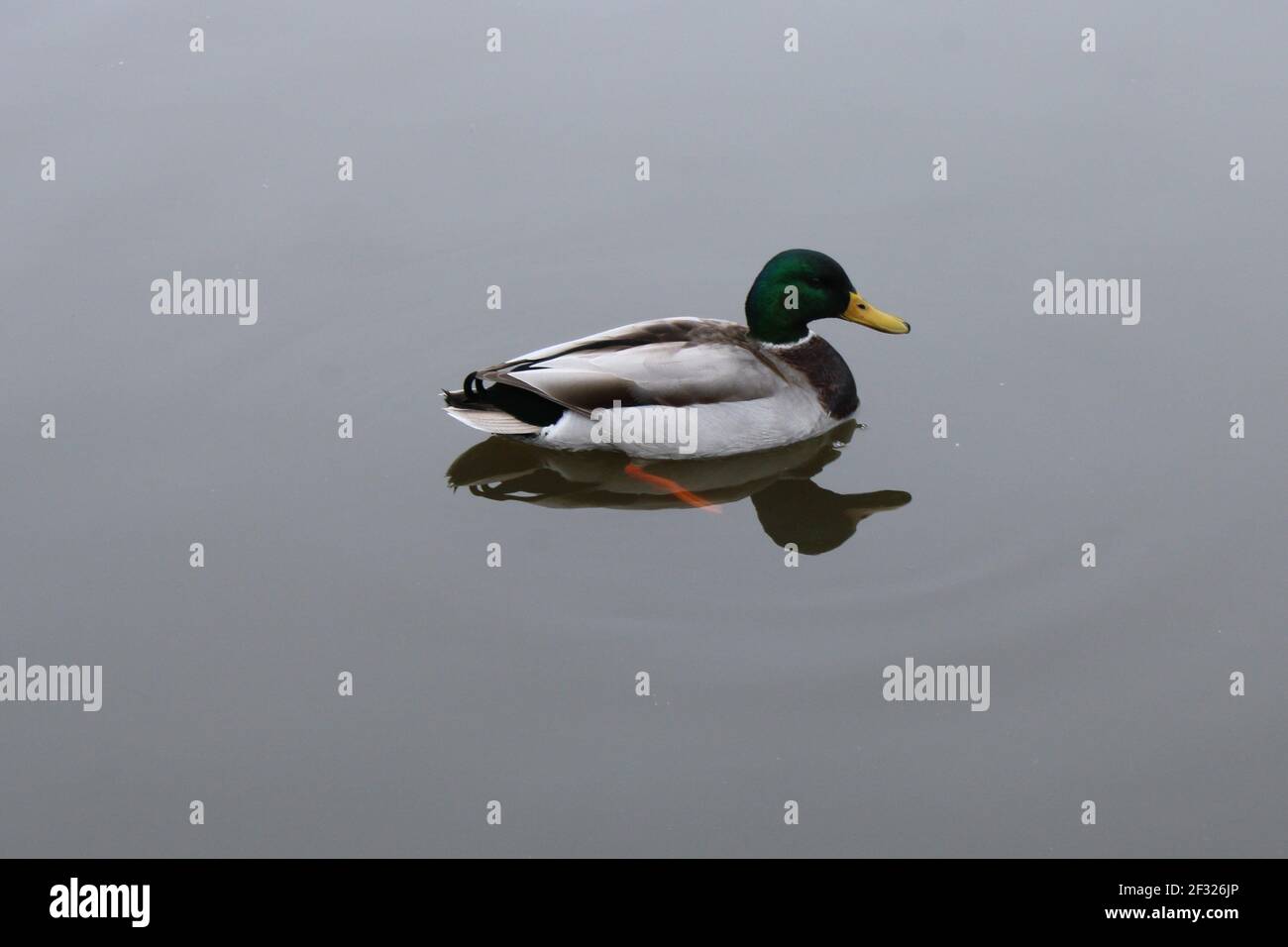 Reflection in river hi-res stock photography and images - Alamy