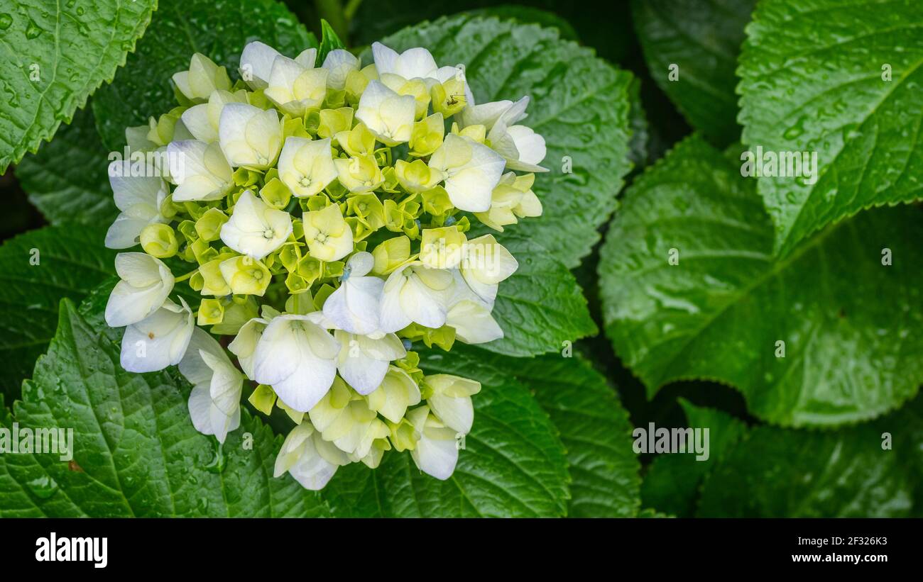 Hydrangea field hi-res stock photography and images - Alamy