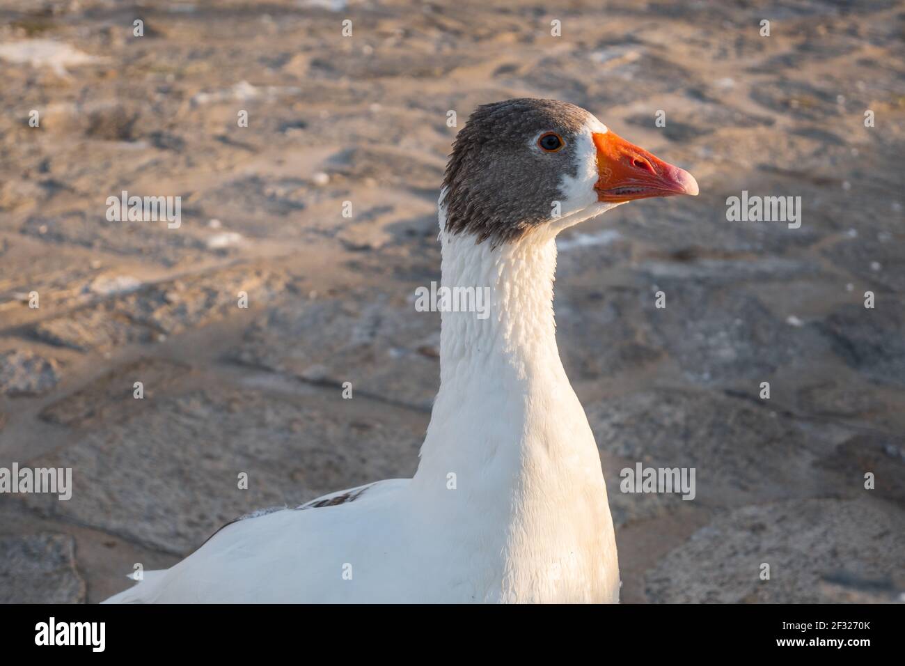 A geese with red beack on the street in Naoussa on Paros island, Greece Stock Photo
