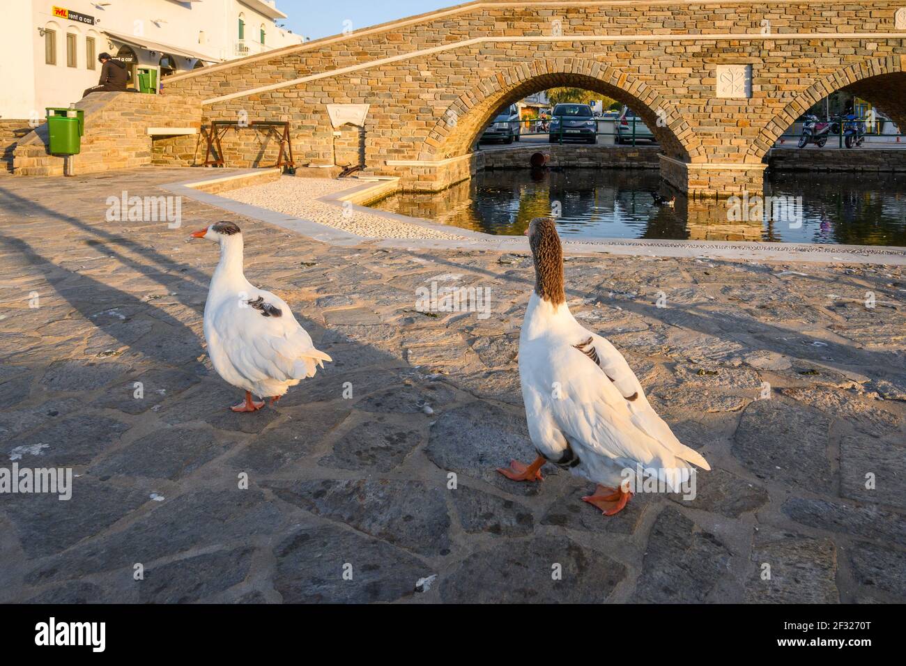 Paros, Greece - September 27, 2020: A couple of geese on the street in Naoussa on Paros island, Greece Stock Photo