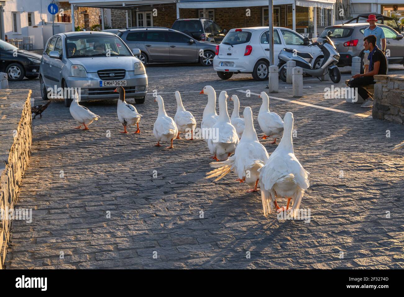 Paros, Greece - September 27, 2020: A gaggle of white geese on the street in Naoussa on Paros island, Greece Stock Photo