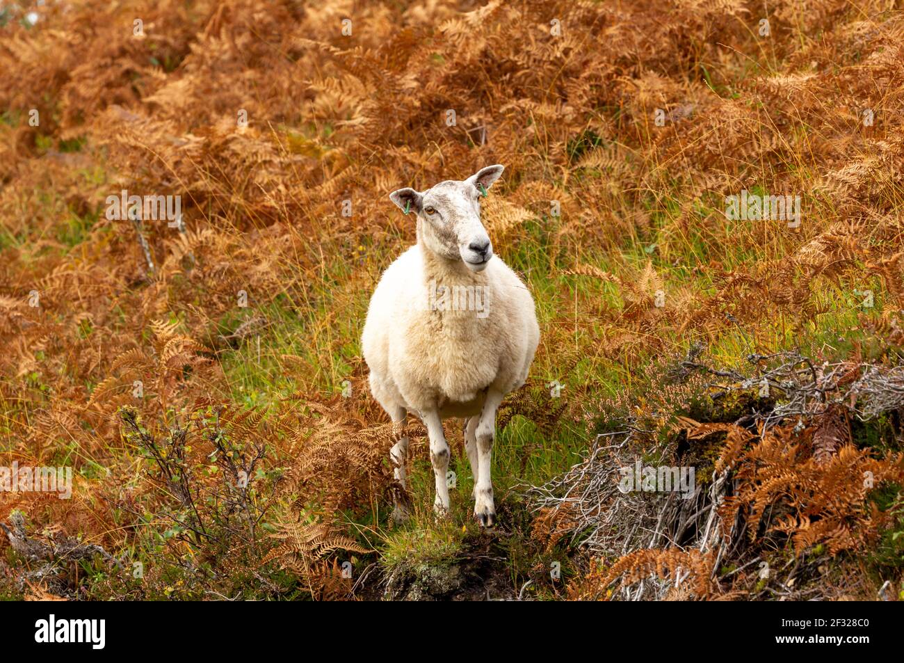 Highland mule sheep in Autumn, facing forward in golden bracken, grasses, and heather. October, Glen Strathfarrar, Scottish Highlands.  Space for copy Stock Photo