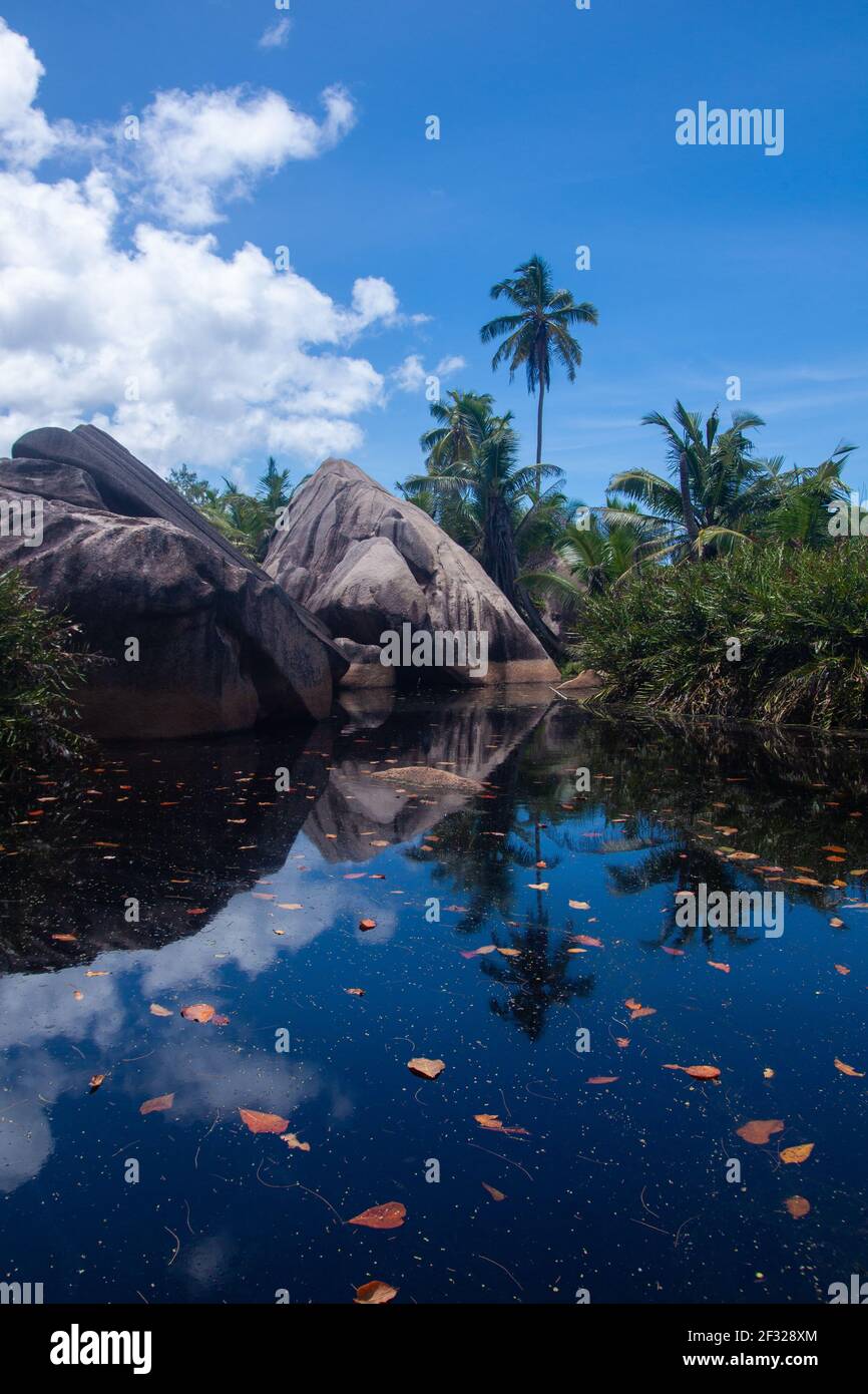 Palm trees reflected in pond hi-res stock photography and images - Alamy