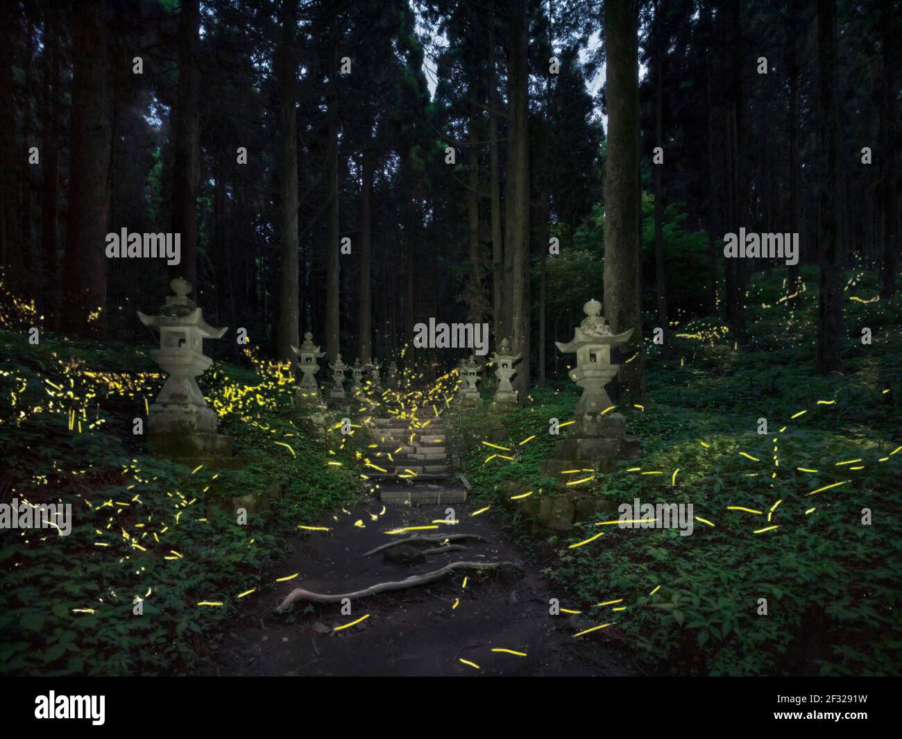 Japanese Fireflies in the forest - footpath to Kamishikimi shrine Stock Photo