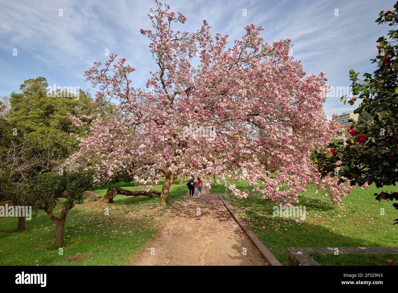 Large tree full of flowers known as Chinese magnolia tree on a park path  Stock Photo - Alamy