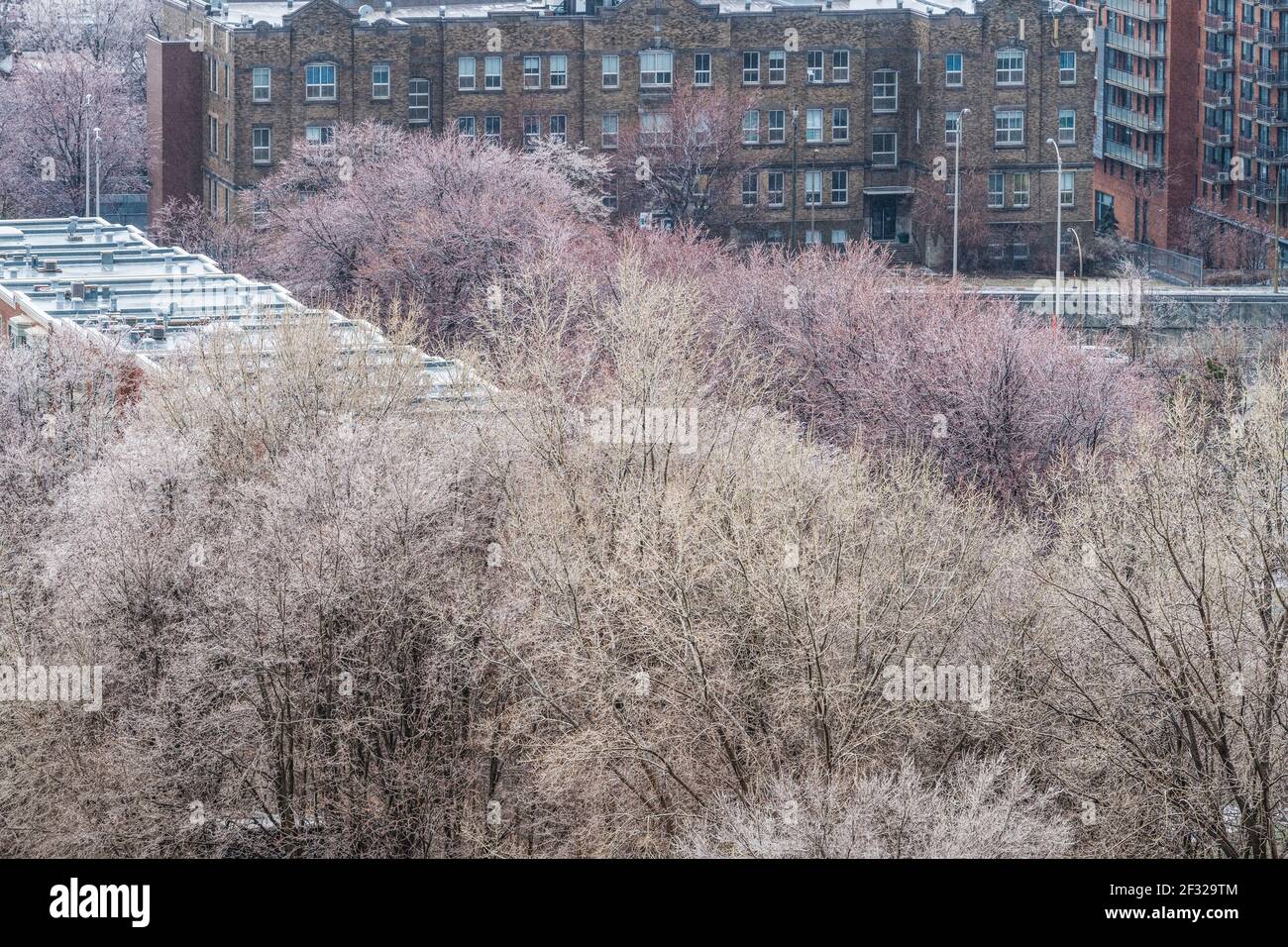 Freezing rain on trees hi-res stock photography and images - Alamy