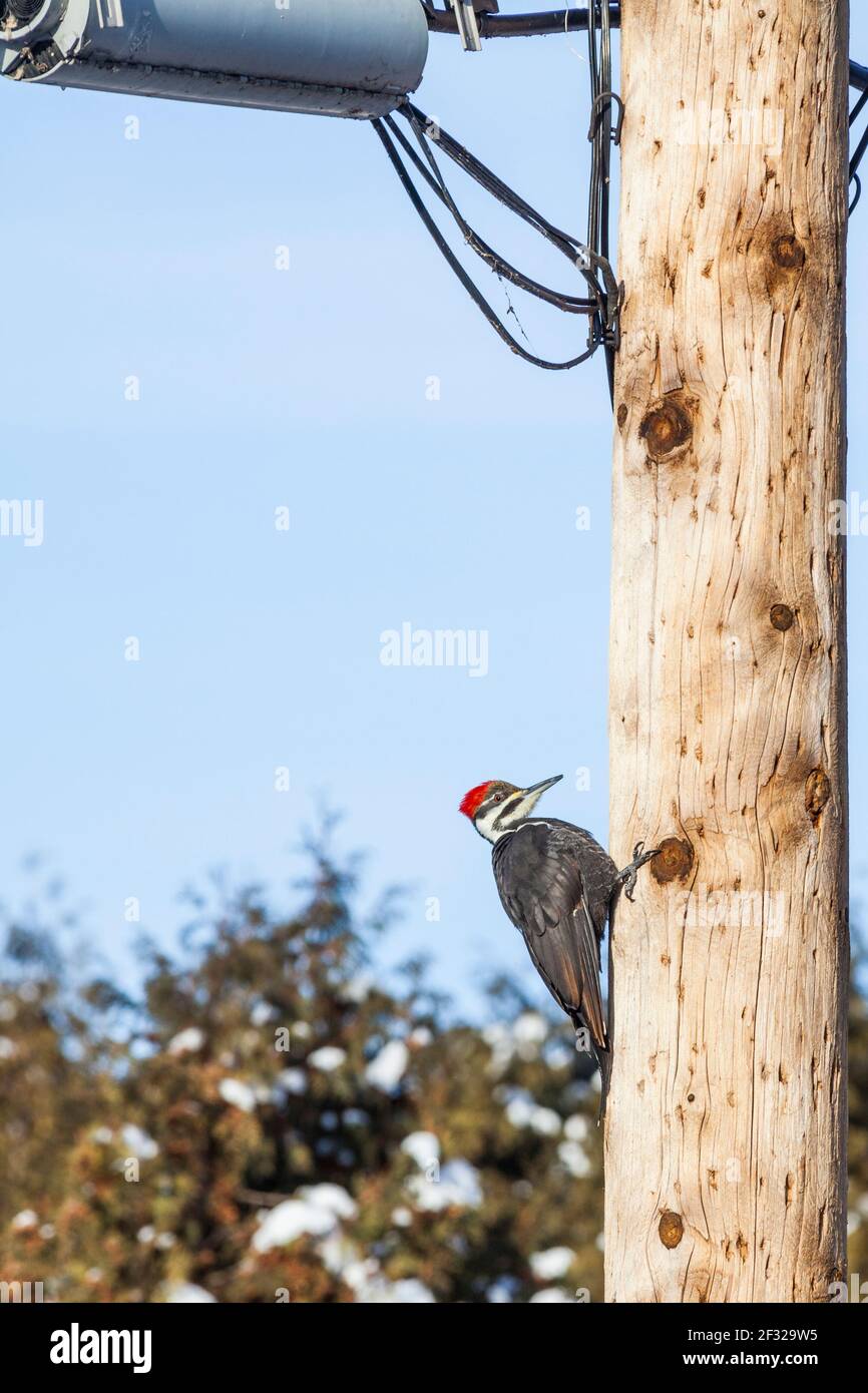 female pileated woodpecker (Dryocopus pileatus) on an electrical