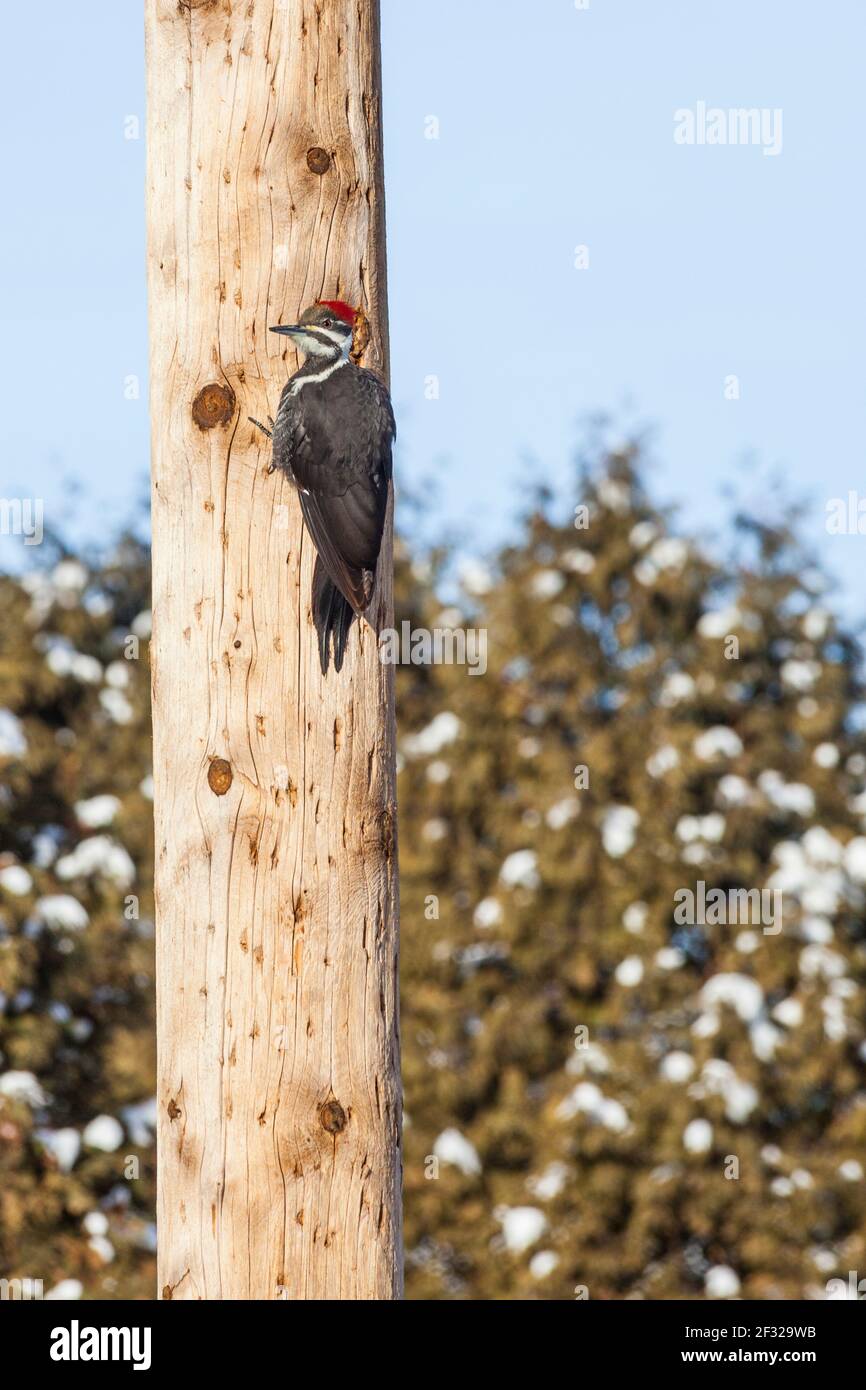 female pileated woodpecker (Dryocopus pileatus) on an electrical