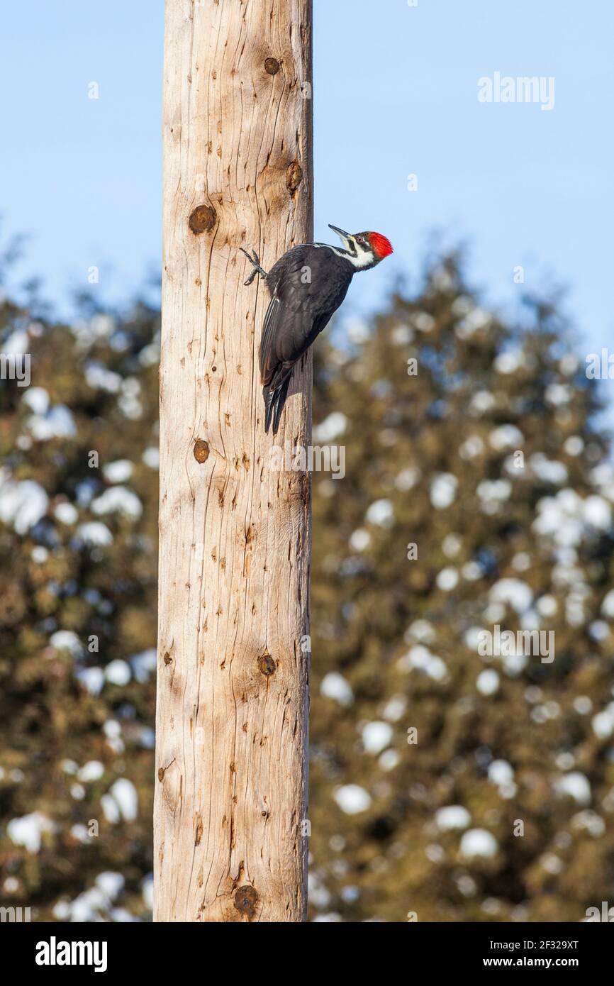 female pileated woodpecker (Dryocopus pileatus) on an electrical