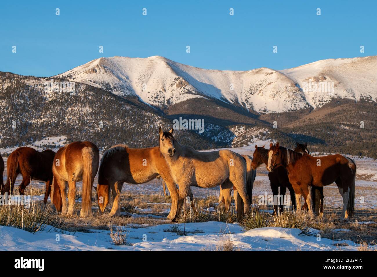 Colorado, Westcliffe, Music Meadows Ranch. Herd of horses with Rocky