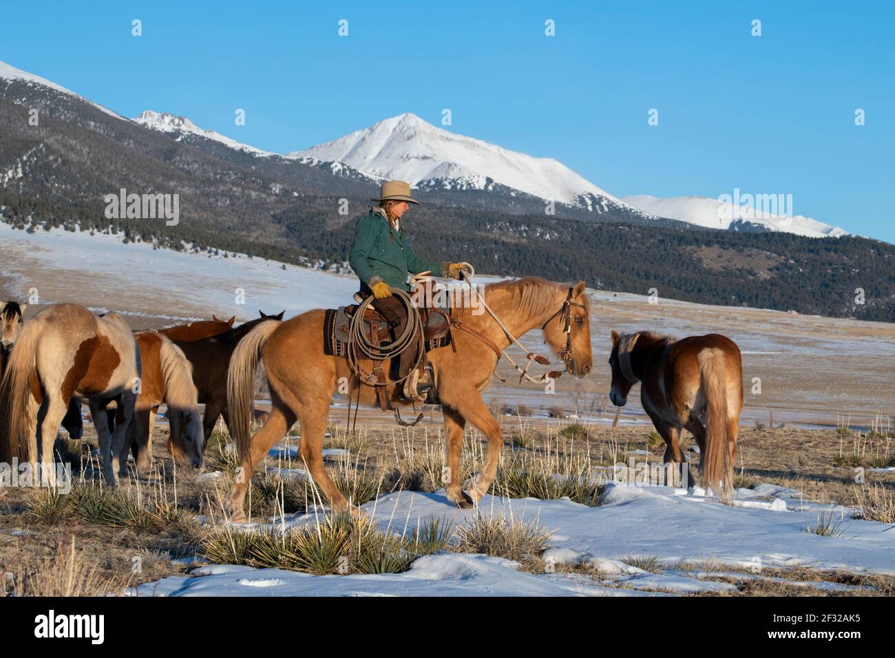Colorado, Westcliffe, Music Meadows Ranch. Female ranch hand in typical