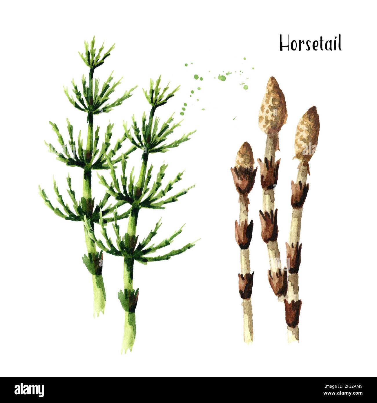 Horsetail plant. Watercolor hand drawn illustration, isolated on white background Stock Photo
