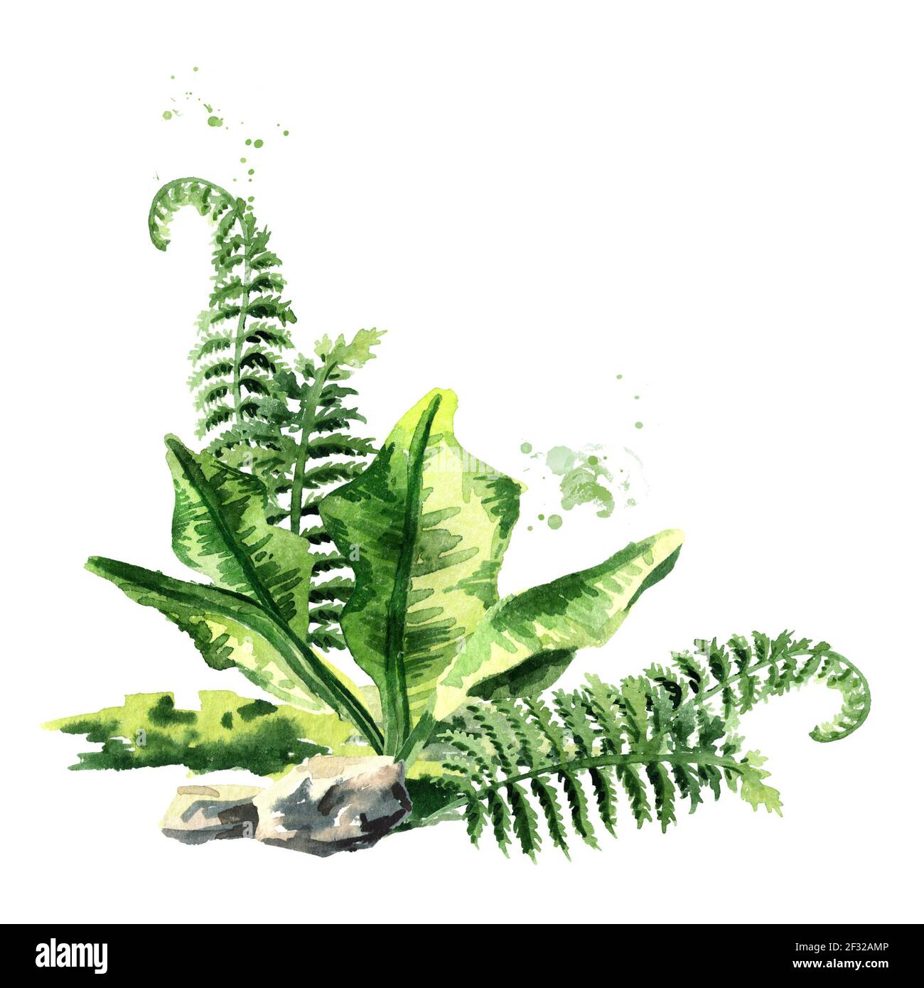 Prehistoric plants composition. Watercolor hand drawn illustration, isolated  on white background Stock Photo