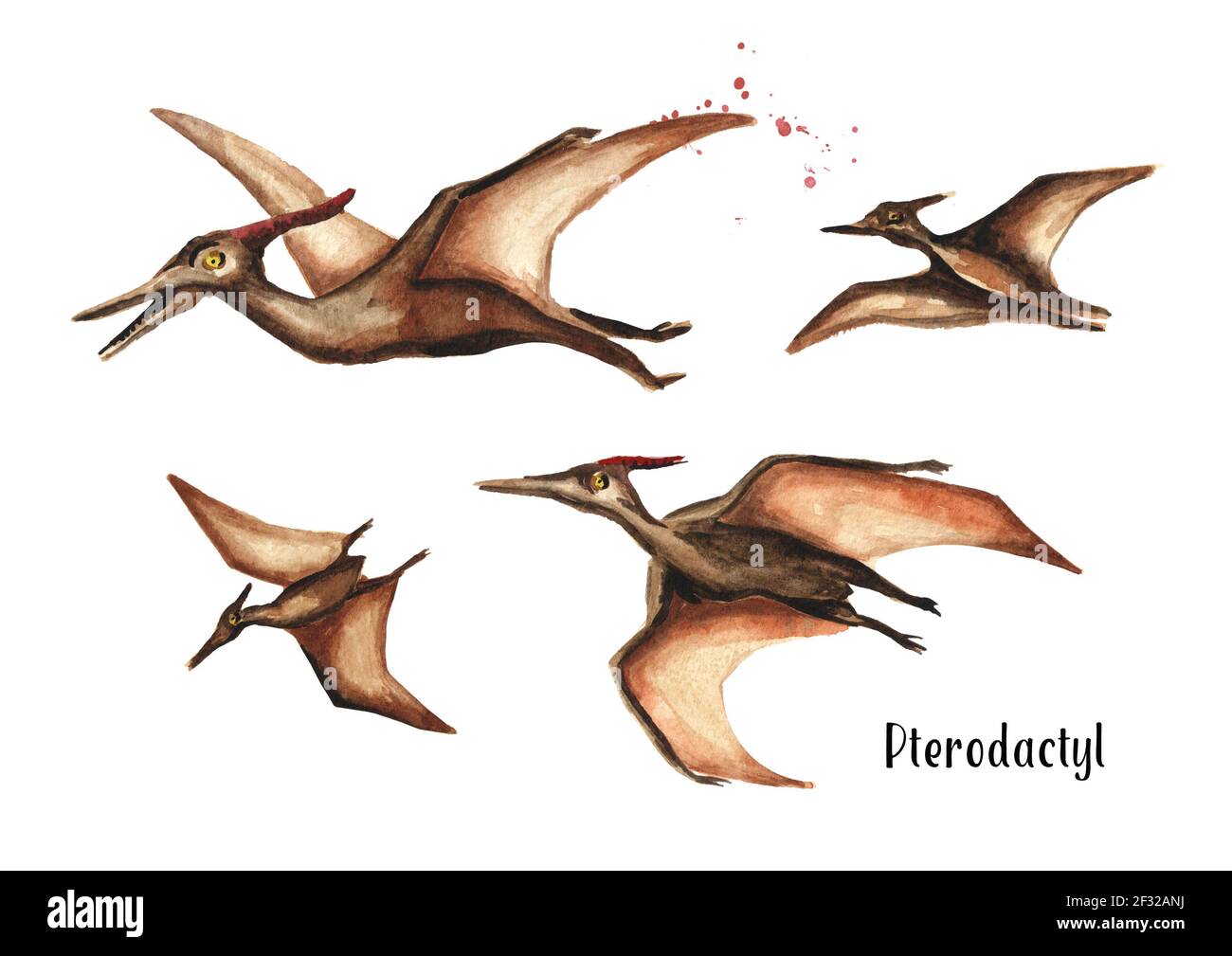 Pterodactyl Stock Illustrations – 5,741 Pterodactyl Stock