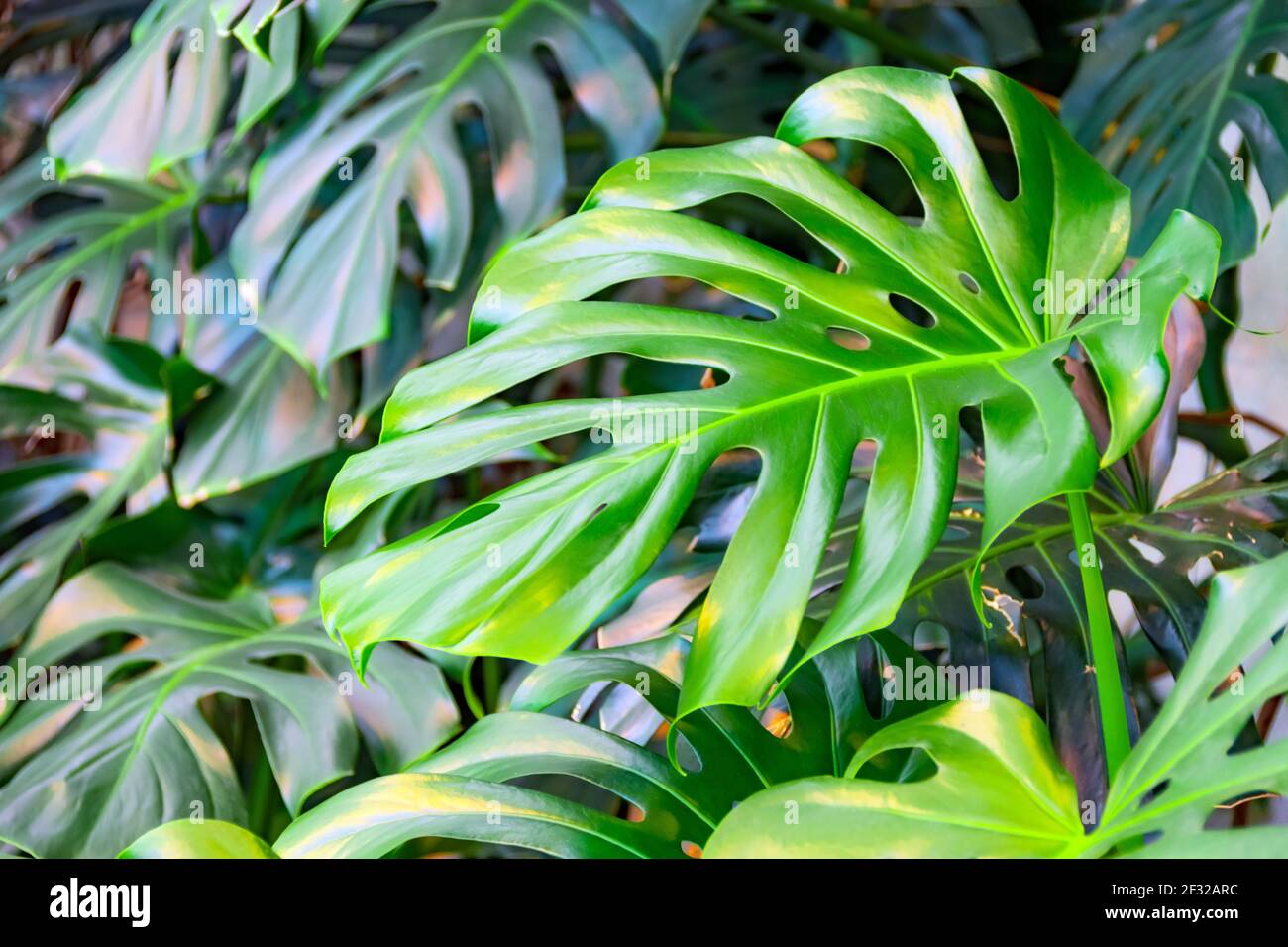 Rainforest creepers leaves hi-res stock photography and images - Alamy