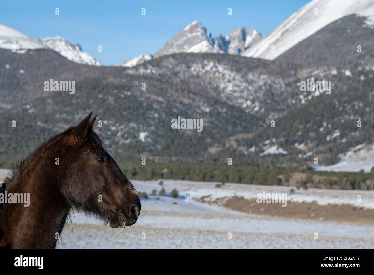 USA, Colorado, Custer County, Westcliffe, Music Meadows Ranch. Black ...