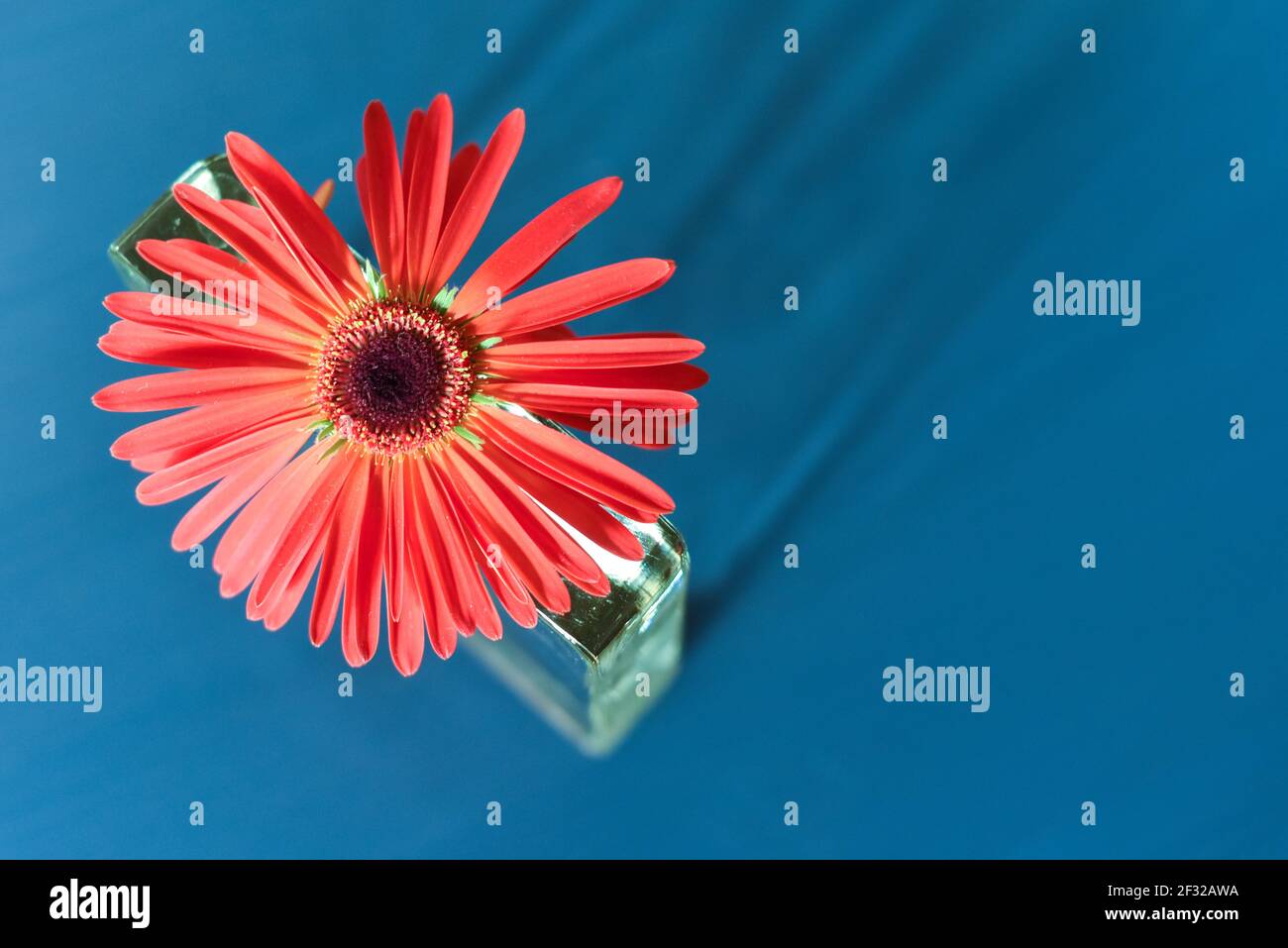 Single decorative flower in home interior in close up detail with blue table background and contrasting spring season colours Stock Photo