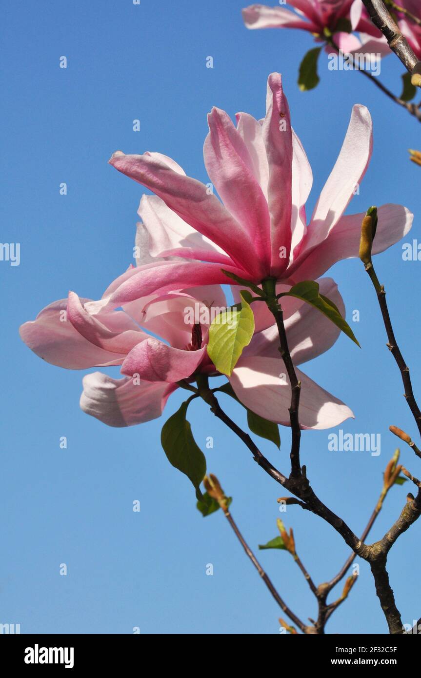 Pink magnolia flowers in a spring park. Magnolia Susan. Flower background Stock Photo