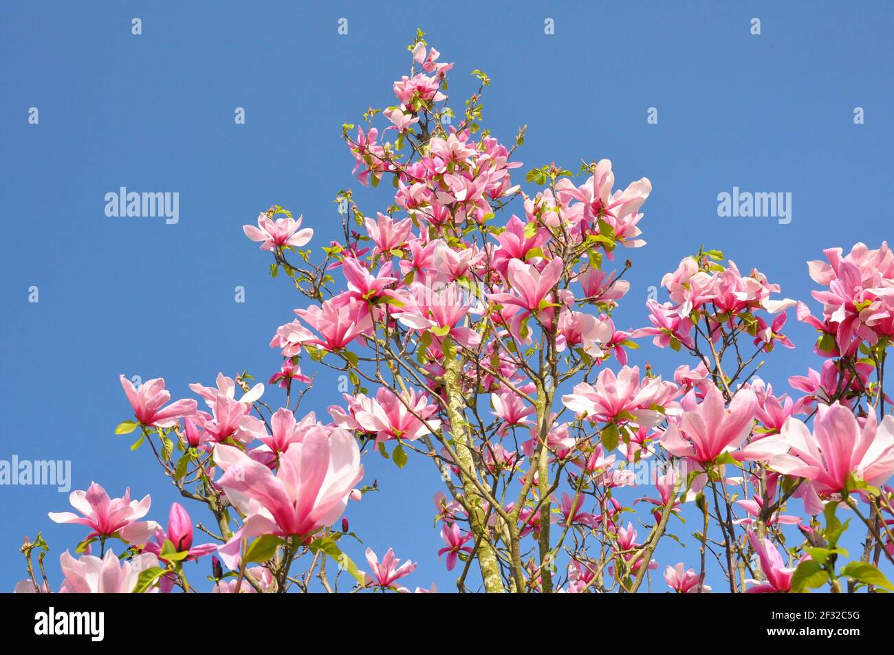 Magnolia tree blossom. Magnolia Susan, pink flowers. Spring flowering against the blue sky. Stock Photo