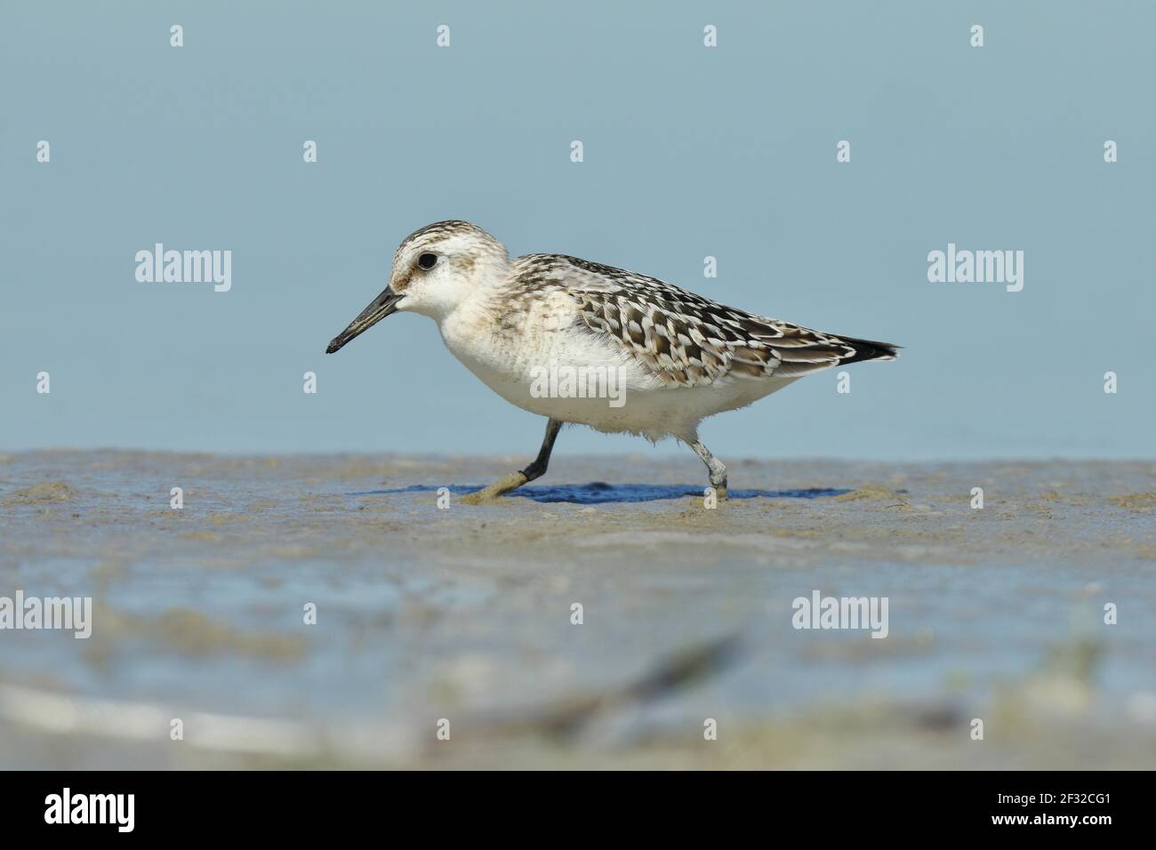 Sanderling ( Calidris alba) on search for food in muddy soil, Zicksee, St.Andrae, National Park Neusiedler See, Burgenland, Austria Stock Photo