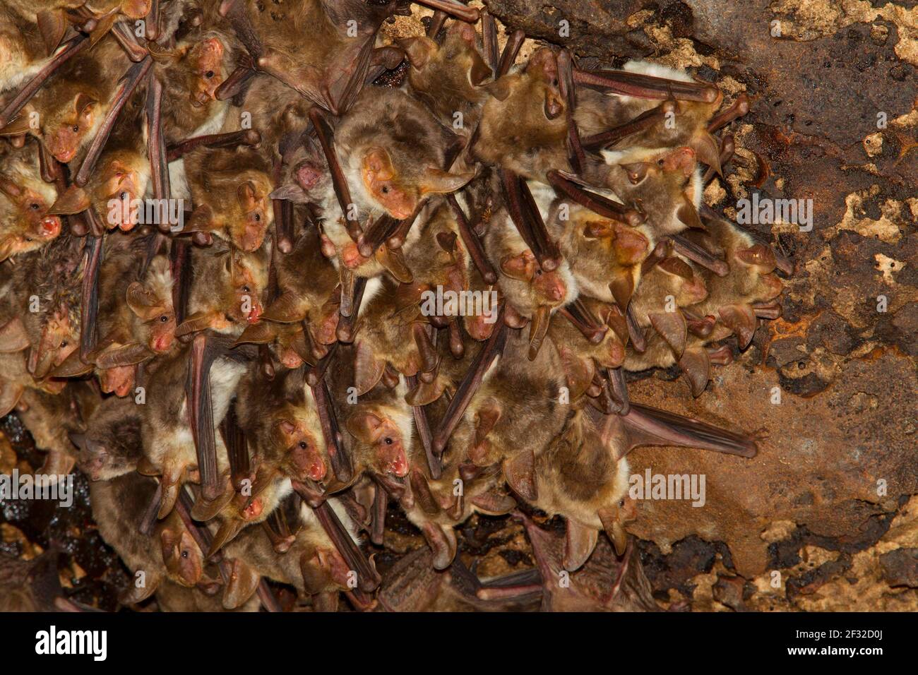 Punic mouse-eared bat (Myotis punicus), cluster with single long-footed bats (Myotis capaccinii) on cave ceiling, Sardinia, Italy Stock Photo
