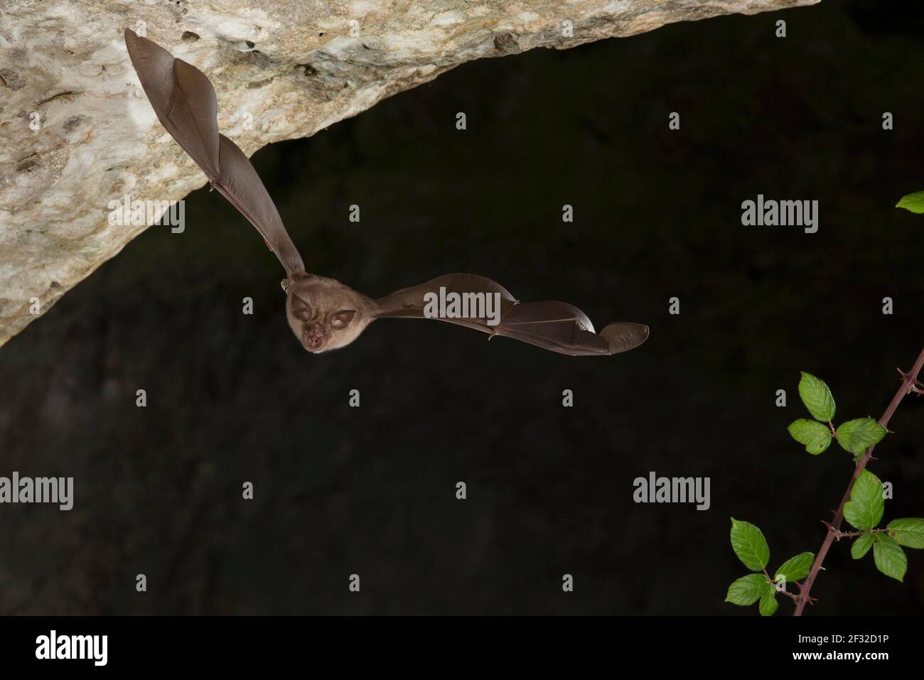 Greater horseshoe bat (Rhinolophus ferrumequinum) in flight at cave