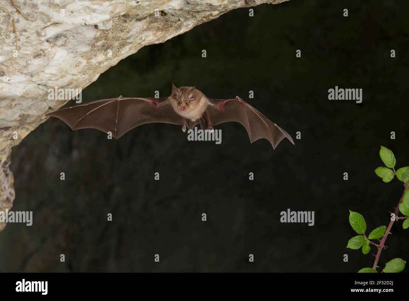 Greater horseshoe bat (Rhinolophus ferrumequinum) in flight at cave