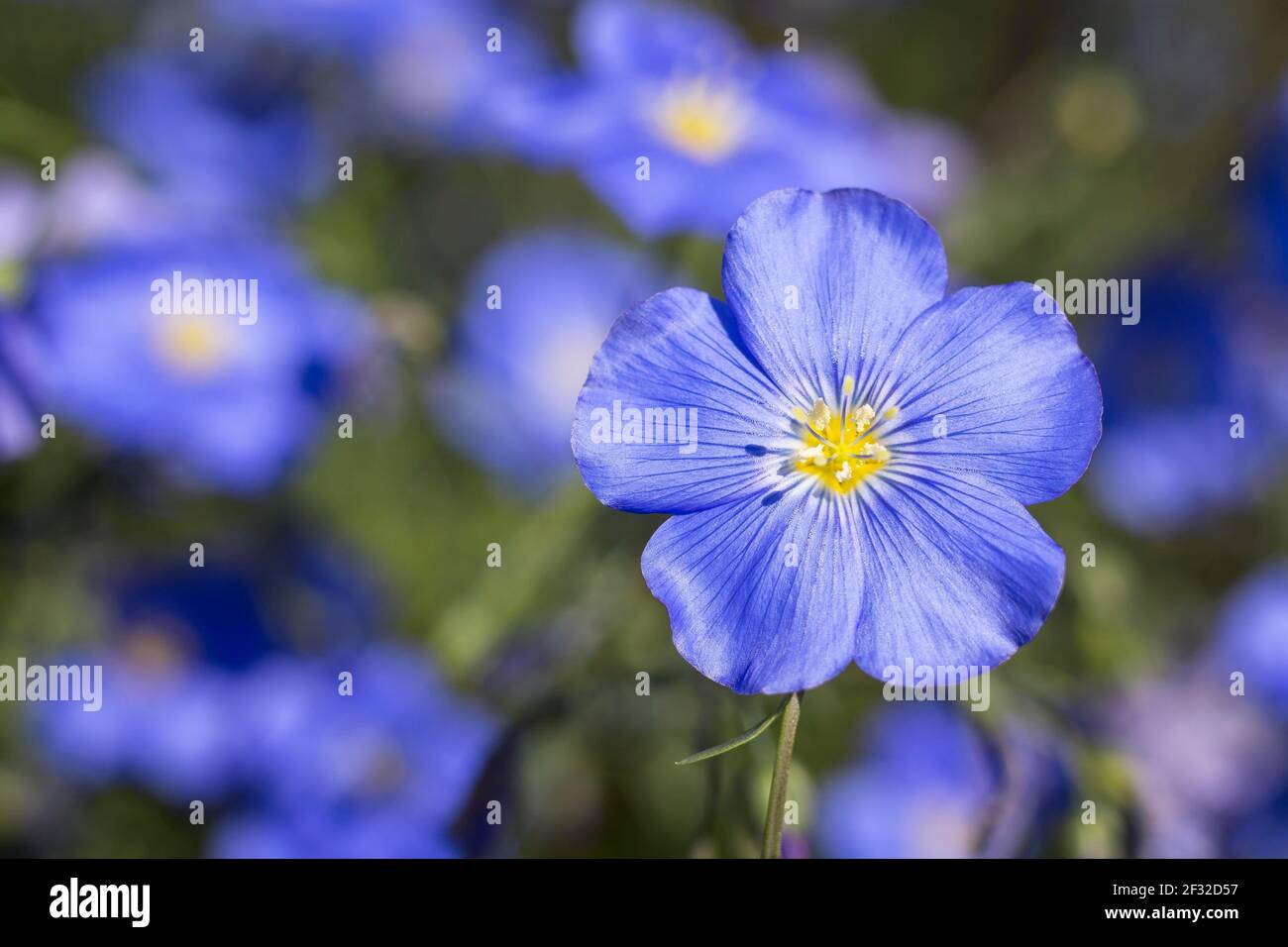 Flax (Linum) in bloom, Saxony, Germany Stock Photo