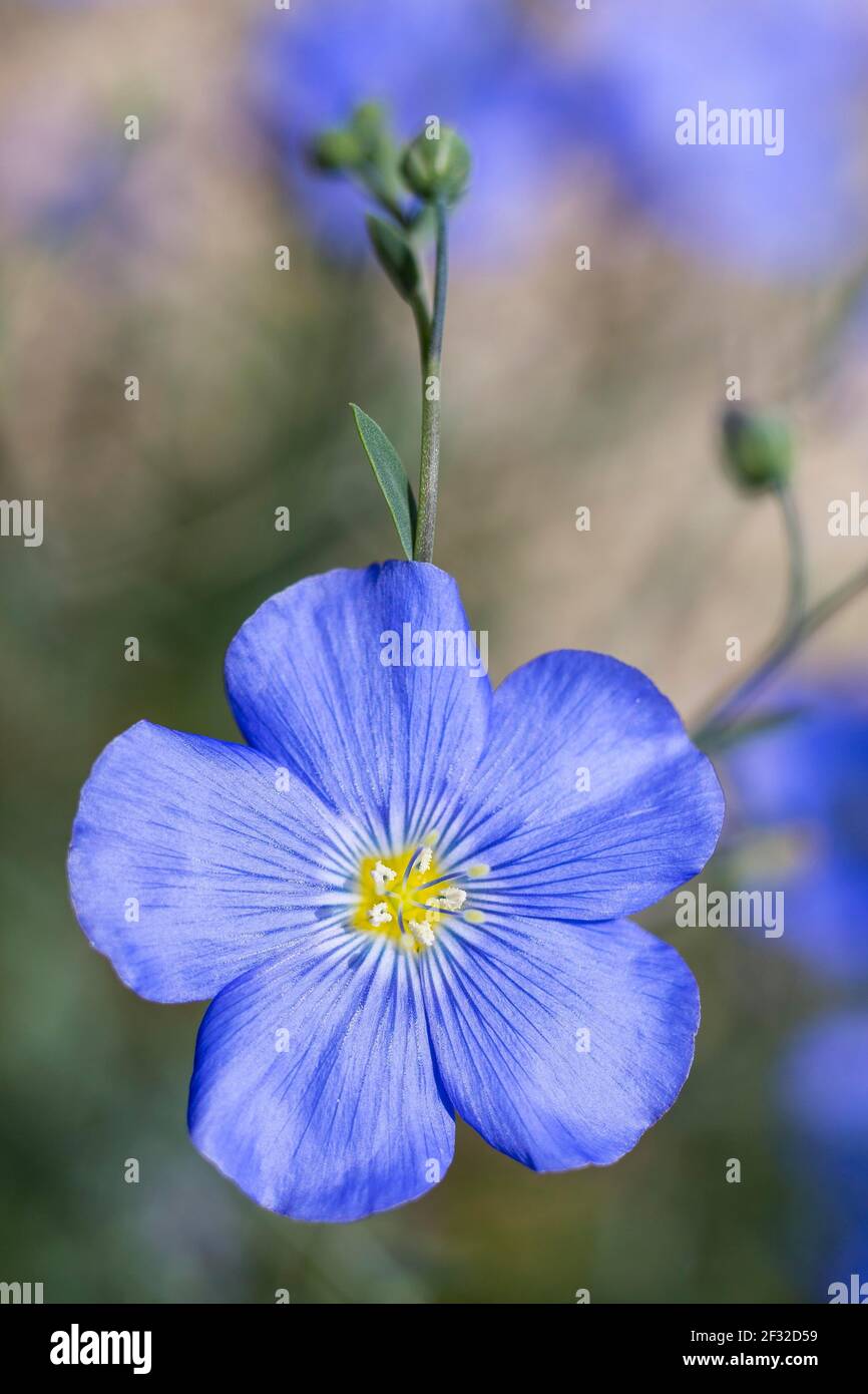 Flax (Linum) in bloom, Saxony, Germany Stock Photo