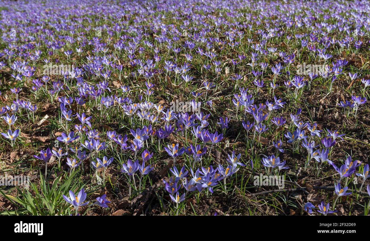 Blooming crocus meadow (Crocus), Bavaria Germany Stock Photo