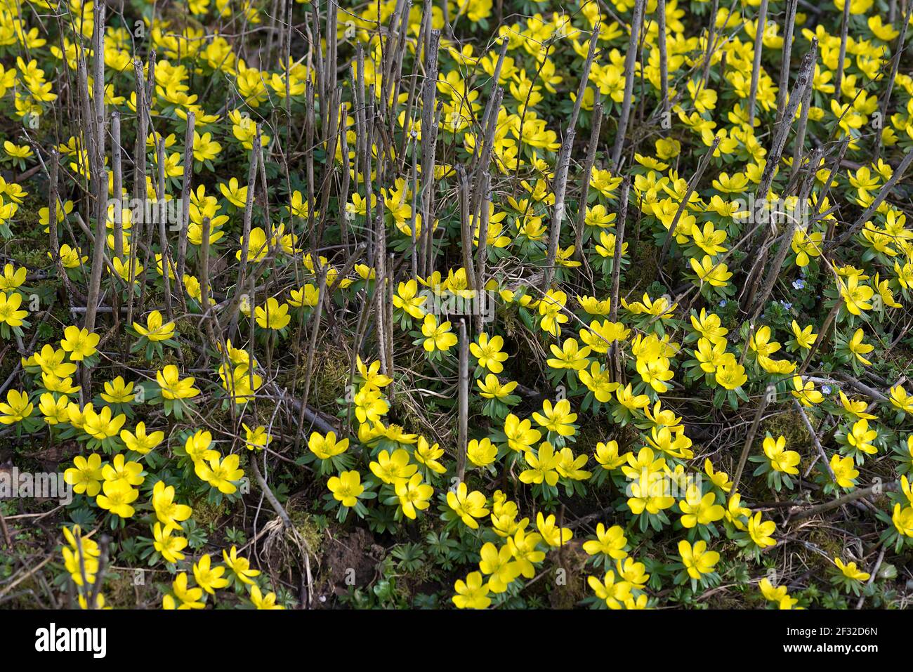 Flowering winter bulbs (Eranthis hyemalis), Bavaria, Germany Stock Photo