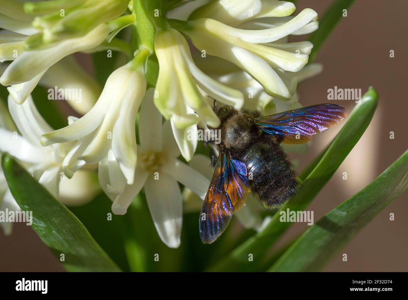 Carpenter Bee (Xylocopa) on a hyacinth flower, Bavaria, Germany Stock Photo
