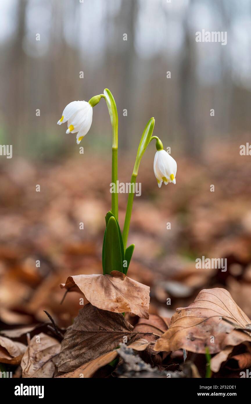 Spring snowflake (Leucojum vernum), Lower Saxony, Germany Stock Photo