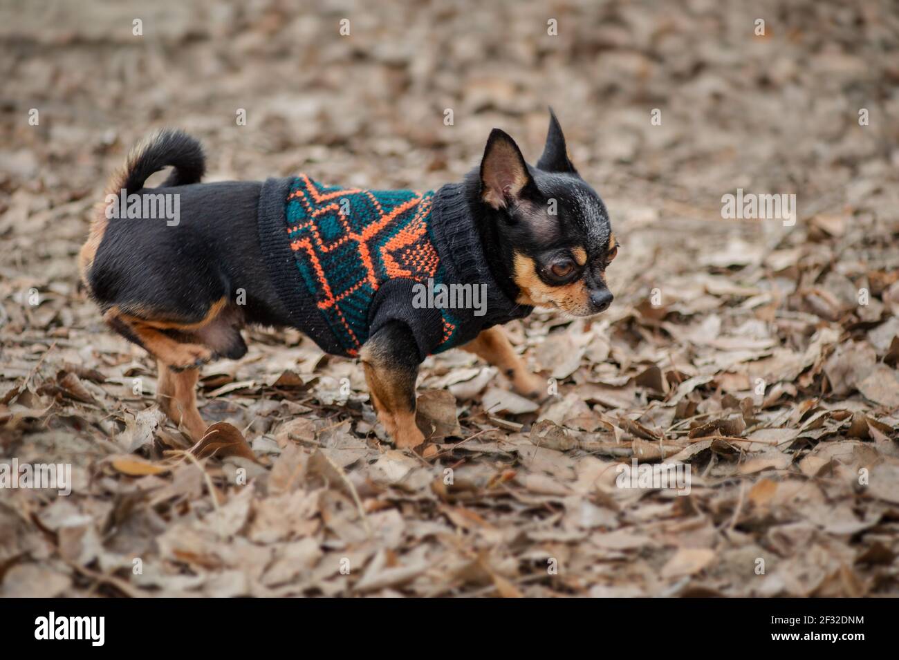 mini chihuahua clothes