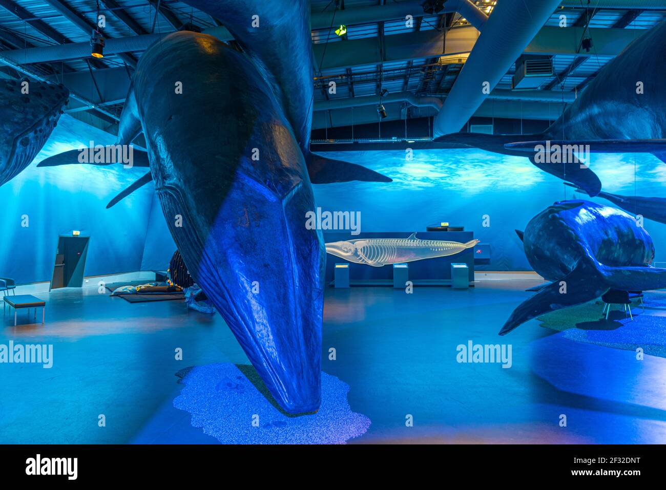 Reykjavik, Iceland, August 31, 2020: Exhibits at the Whales of Iceland museum in Reykjavik, Iceland Stock Photo
