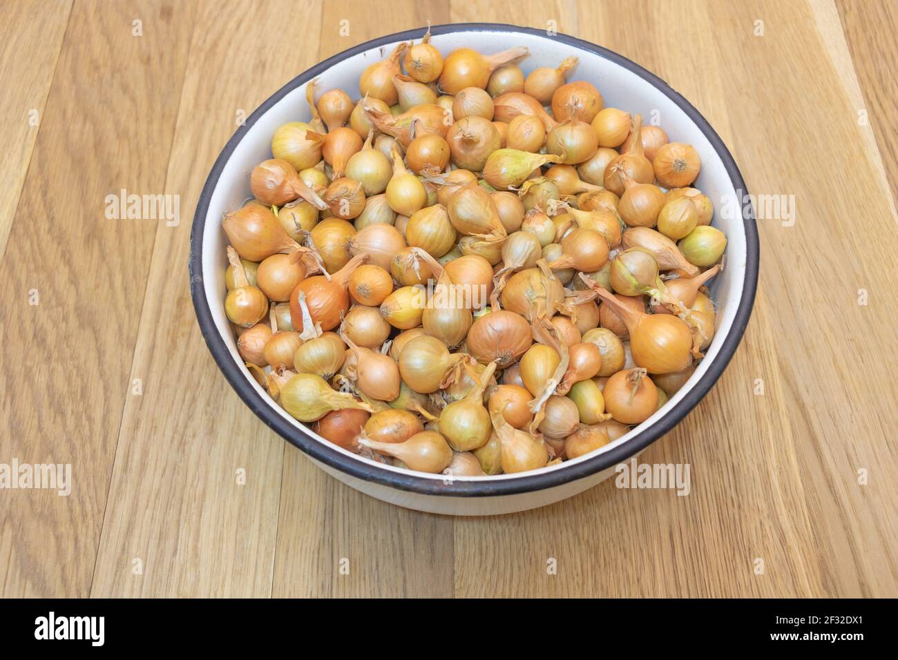 Small onion seedlings for planting in the garden - onion propagation concept Stock Photo