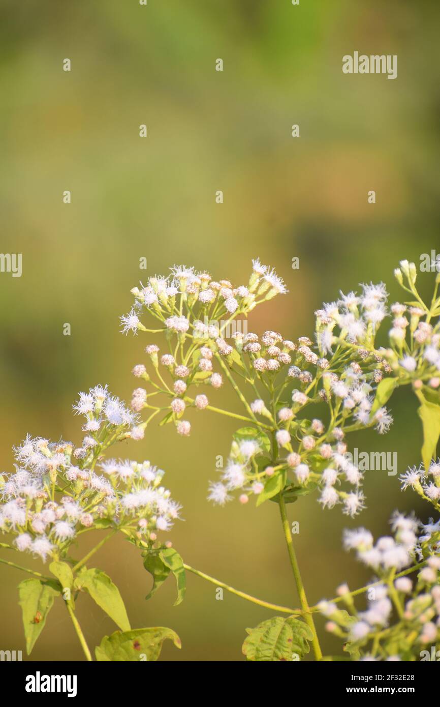 The pink slender-thoroughwort flowers in the blurred background Stock Photo