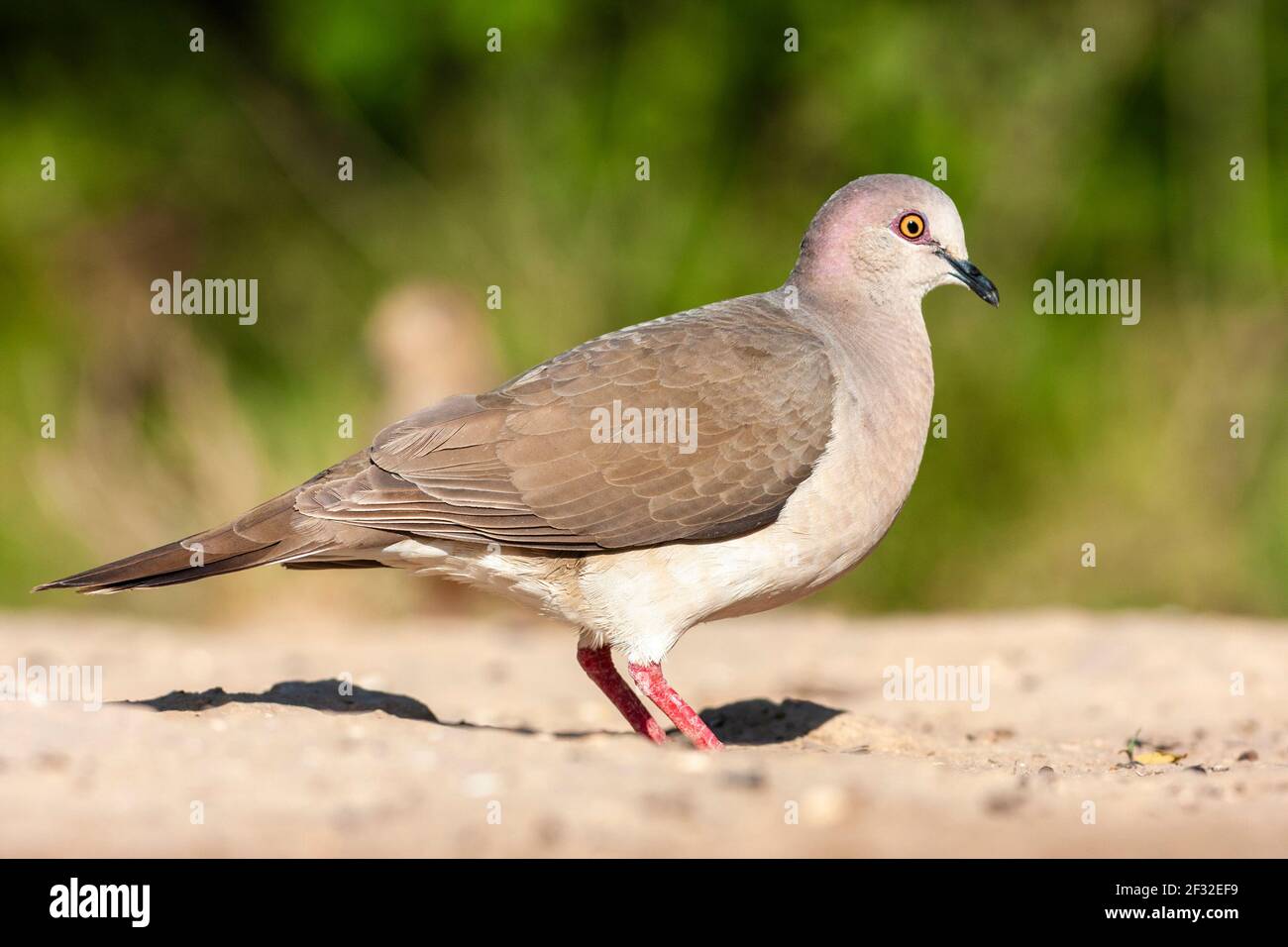 White-tipped Dove, Leptotila verreauxi, on a ranch in South Texas. Stock Photo